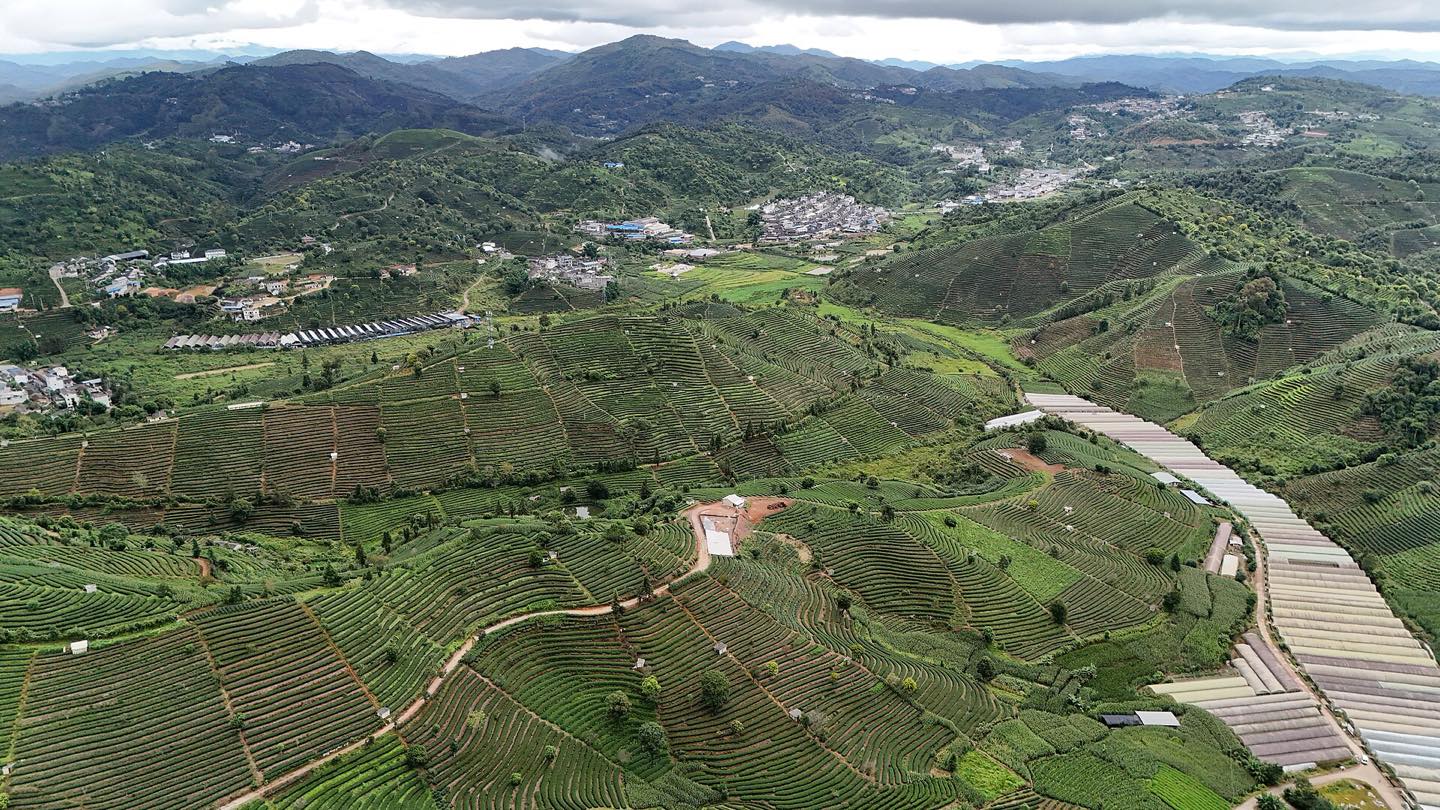 普洱风光:茶山雾里的栖居